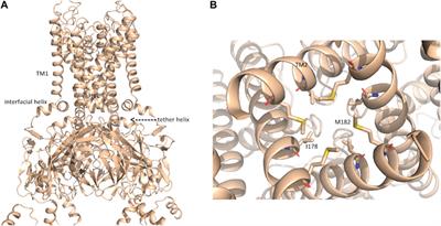 In silico models of the macromolecular NaV1.5-KIR2.1 complex